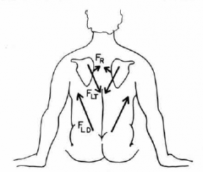 Kinesiology of the Shoulder Complex