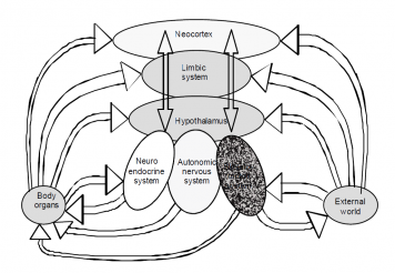 Sympathetic nervous system and pain