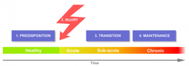 Peripheral and central viewpoints of chronic pain, and translational implications