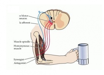 Neurological Manual Muscle Testing by Dr Jose Palomar