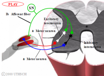 Chapter 2: Spinal Reflexes and Descending Motor Pathways