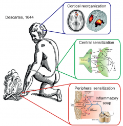 Nociception, Pain, Negative Moods, and Behavior Selection