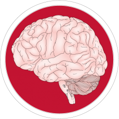 Ascending Sensory Pathways